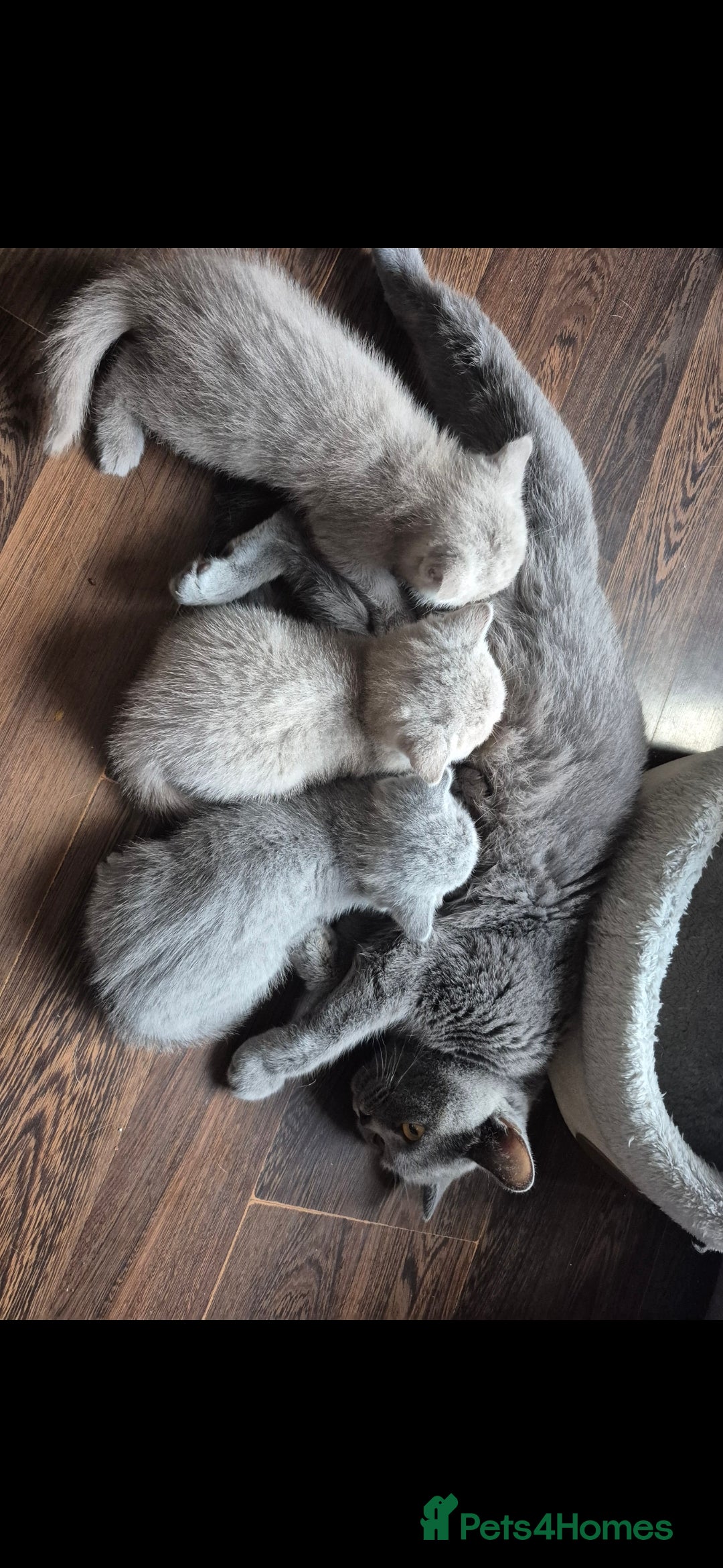 British Shorthair cats for sale: British shorthair kittens for sale ready* **  Eve* - Advert 7