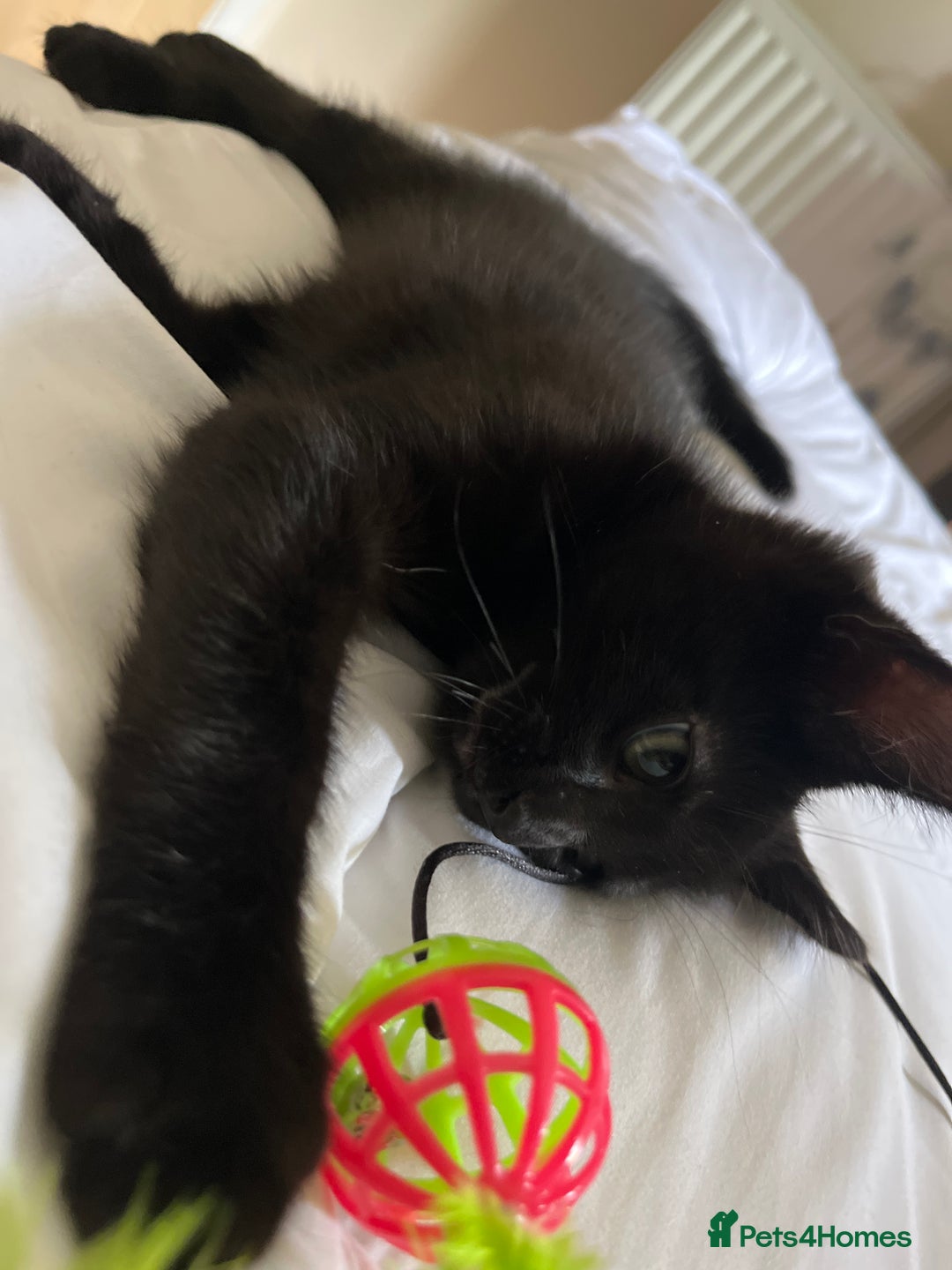 British Shorthair cats for sale: 10 week old kitten needs rehoming  - Image 1