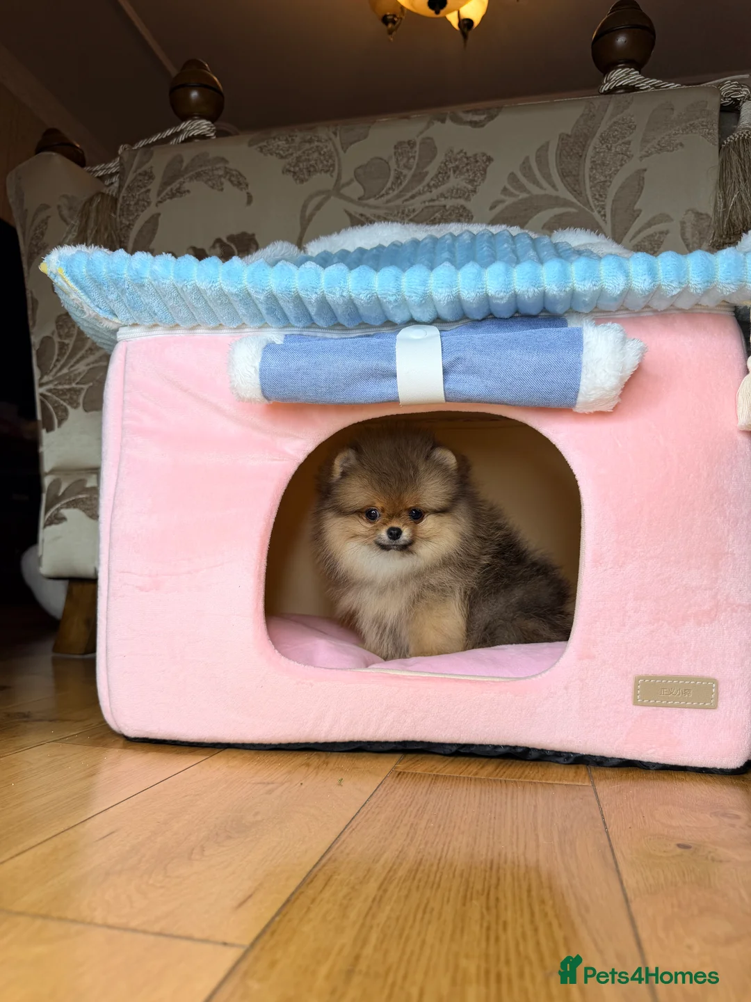 Pomeranian dogs for sale: Orange teddy bear type Pomeranian boy and girl - Advert 28