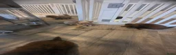 Chihuahua dogs for sale: Kc chihuahuas - Advert 20