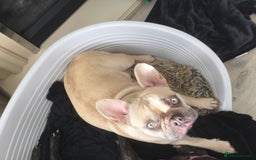 French Bulldog dogs for sale: French bulldog pups - Advert 1