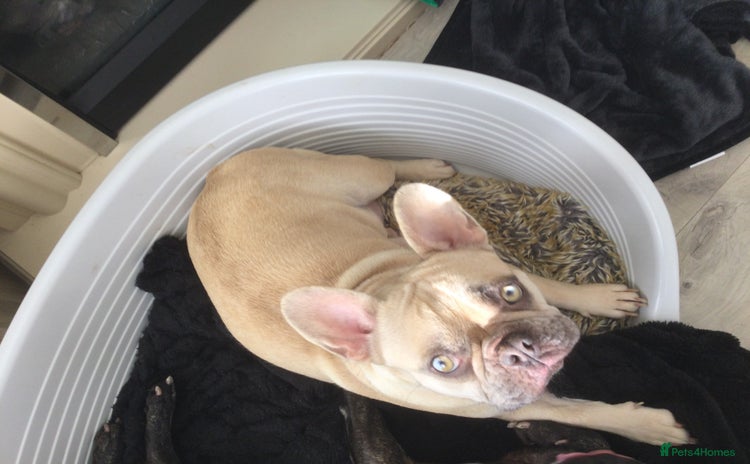 French Bulldog dogs French bulldog pups - Advert 1