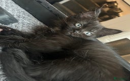 Ragdoll cats for sale: Beautiful half breed ragdoll  - Image 4