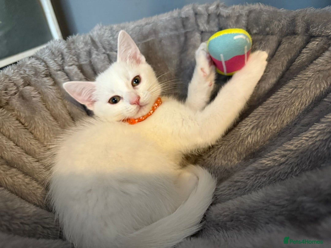 Turkish Angora cats for sale: Turkish Angora last 2 males left  - Image 10