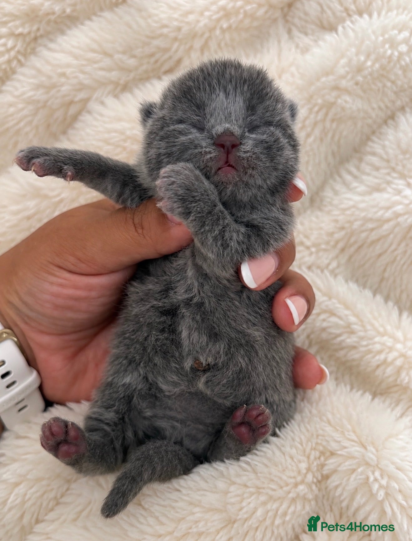 British Shorthair cats Exceptional quality British shorthair kittens  - Advert 2