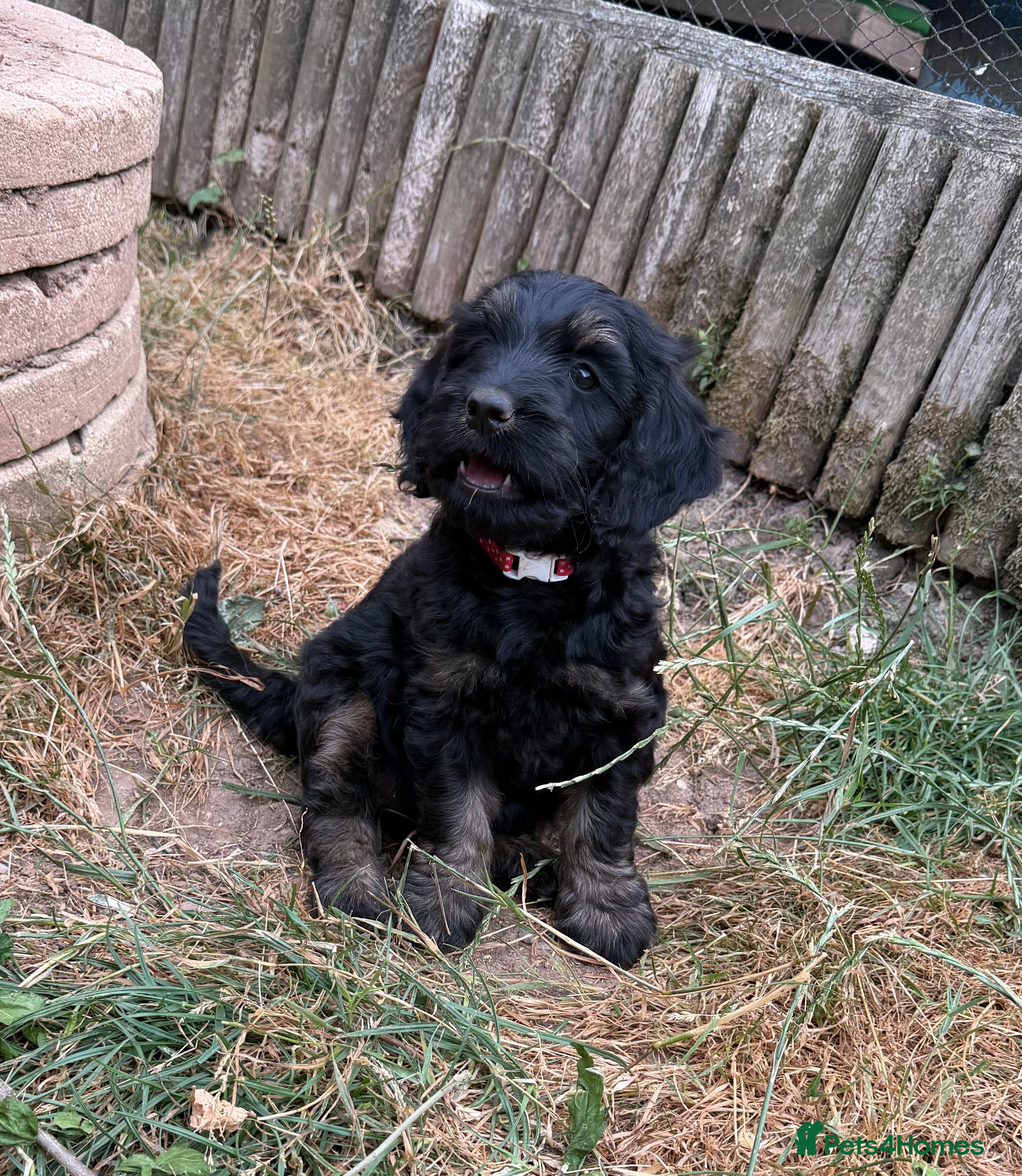 Cockapoo dogs Cockapoo Puppies - Advert 2