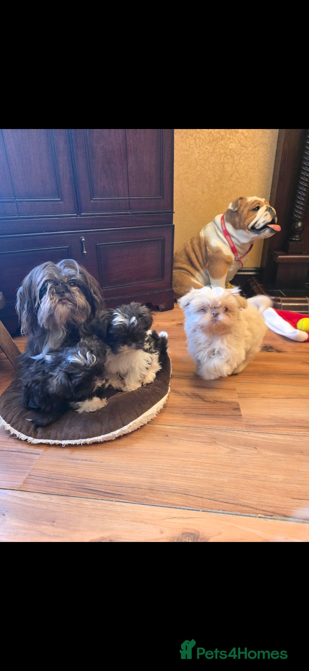 Shih Tzu dogs for sale: Stunning shih tzu - Advert 6