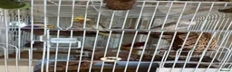 Cockatiels birds for sale: Cockatiels  - Advert 4