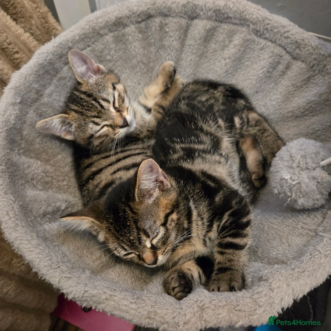 American Shorthair cats for sale: 2 adorable kittens for sale - Advert 1