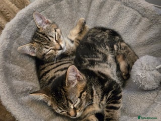 American Shorthair cats for sale: 2 adorable kittens for sale - Advert 1