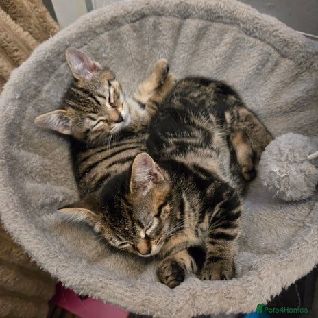 American Shorthair cats 2 adorable kittens for sale - Advert 2