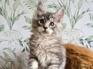 Maine Coon cats Affectionate pedigree boys - Advert 7