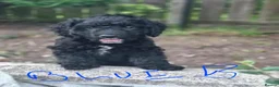 Cockapoo dogs for sale: Cockapoo puppies  - Advert 2