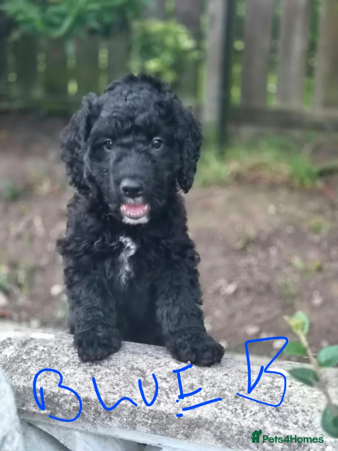 Cockapoo dogs for sale: Cockapoo puppies  - Advert 2