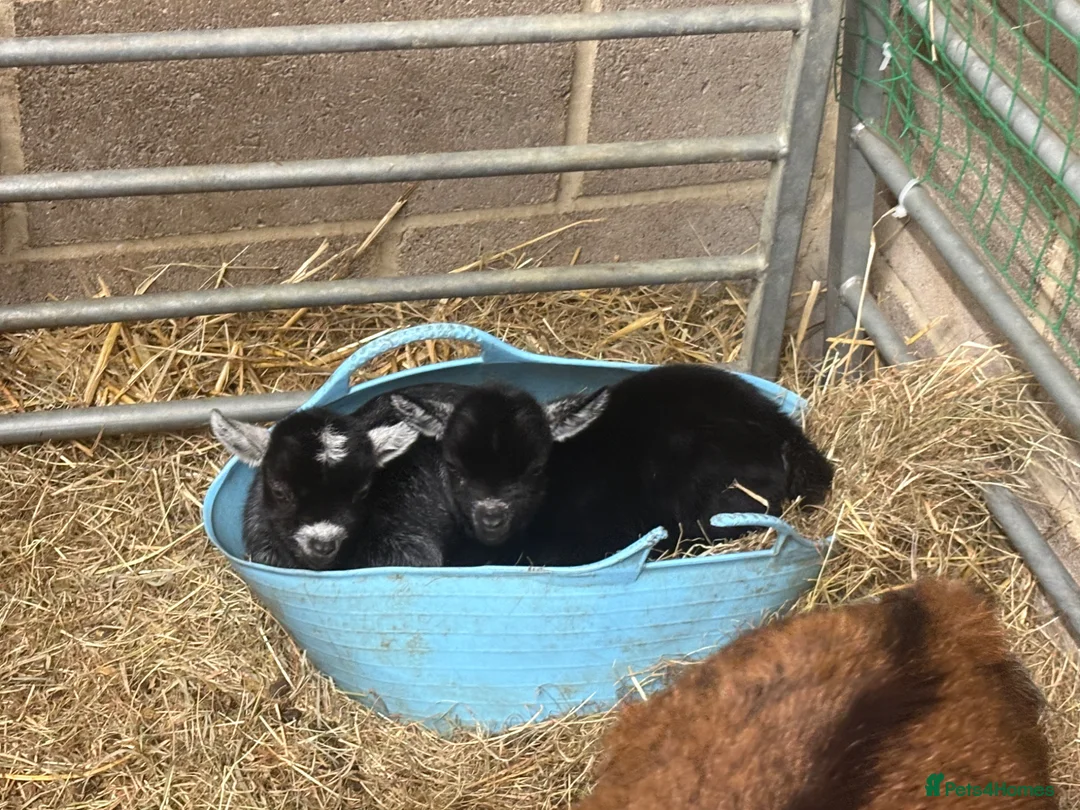Goats livestock for sale: Pedigree pygmy Goat kids - Advert 1