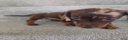 Miniature Dachshund dogs for sale: Chocolate Dapple girl - Advert 4