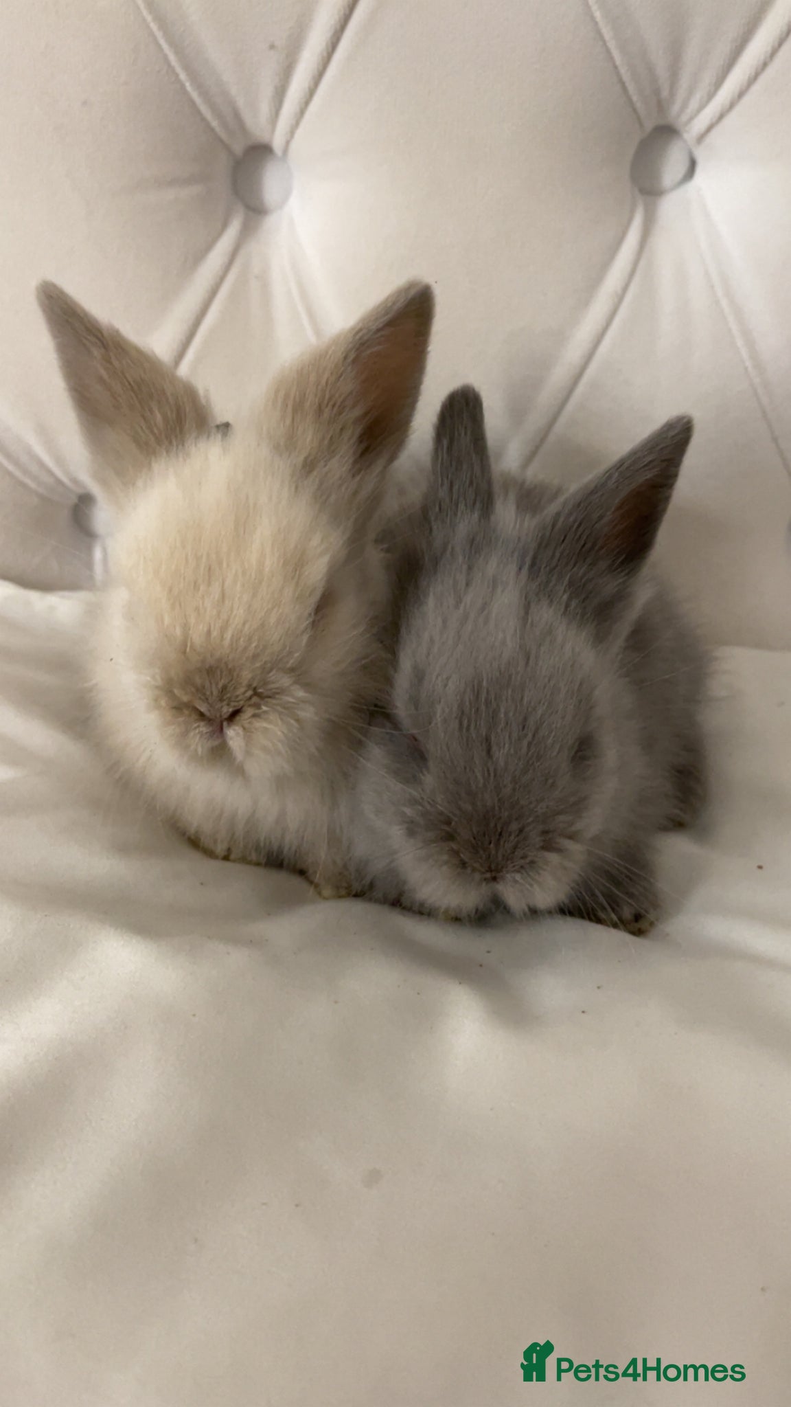Mixed Breed rabbits 🐰✨lionhead x mini lop baby buns✨🐰 - Advert 4