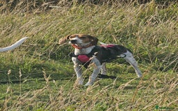 Mixed Breed dogs for adoption: Little Nancy is ready for her forever family! - Image 12