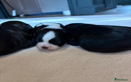 Cavapoo dogs for sale: Cavapoo (Cavalier Backcross) Puppies - Image 26