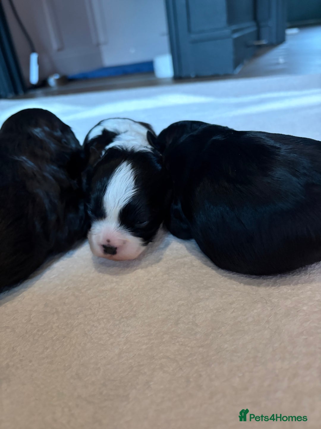 Cavapoo dogs for sale: Cavapoo (Cavalier Backcross) Puppies - Image 26