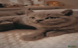 British Shorthair cats for sale: British shorthair kittens  - Image 2