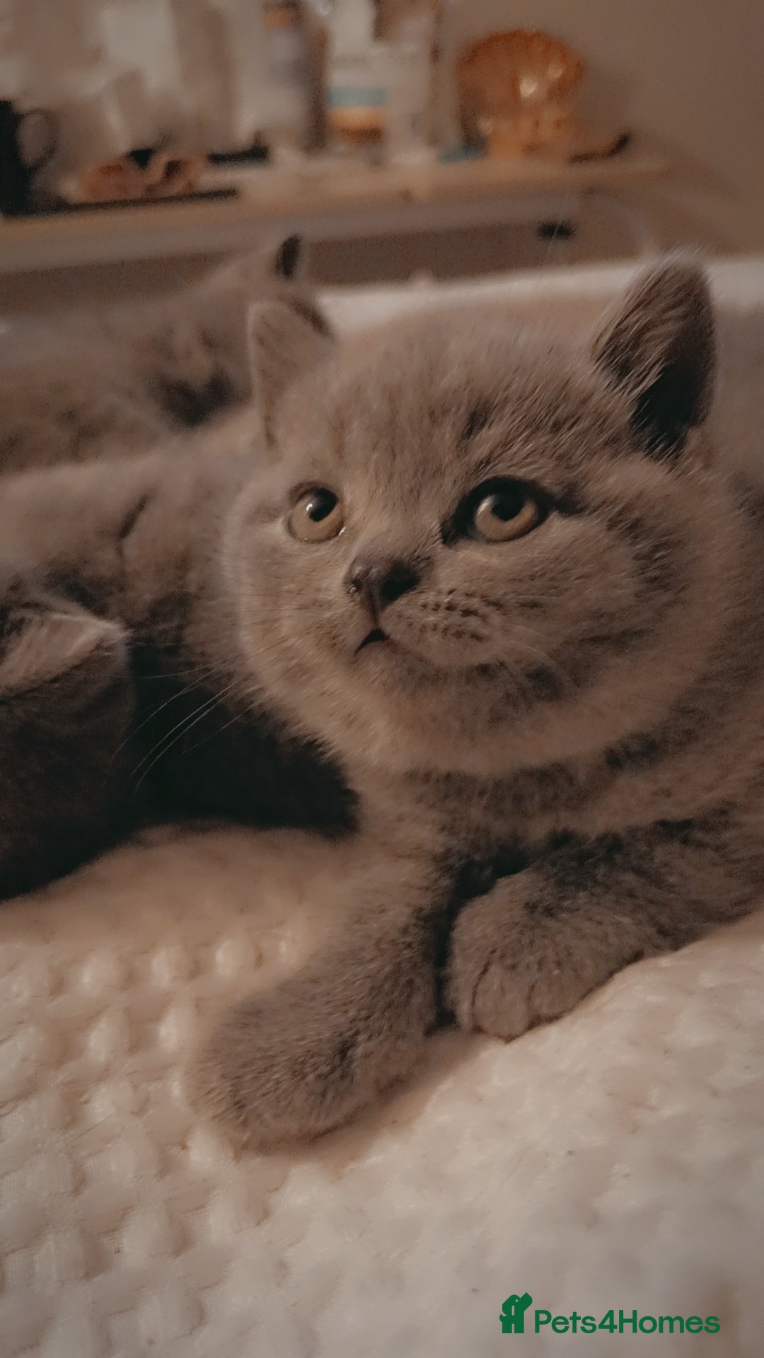 British Shorthair cats for sale: British shorthair kittens  - Image 2