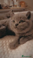 British Shorthair cats - Advert 16