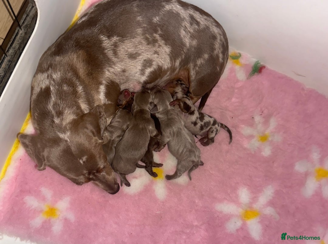 Miniature Dachshund dogs for sale: 🐾 Miniature Dachshund Puppies 🐾 - Image 5