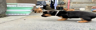 Patterjack 4