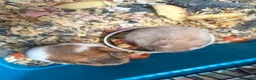 Hamster rodents for sale: Syrian hamsters - Advert 2