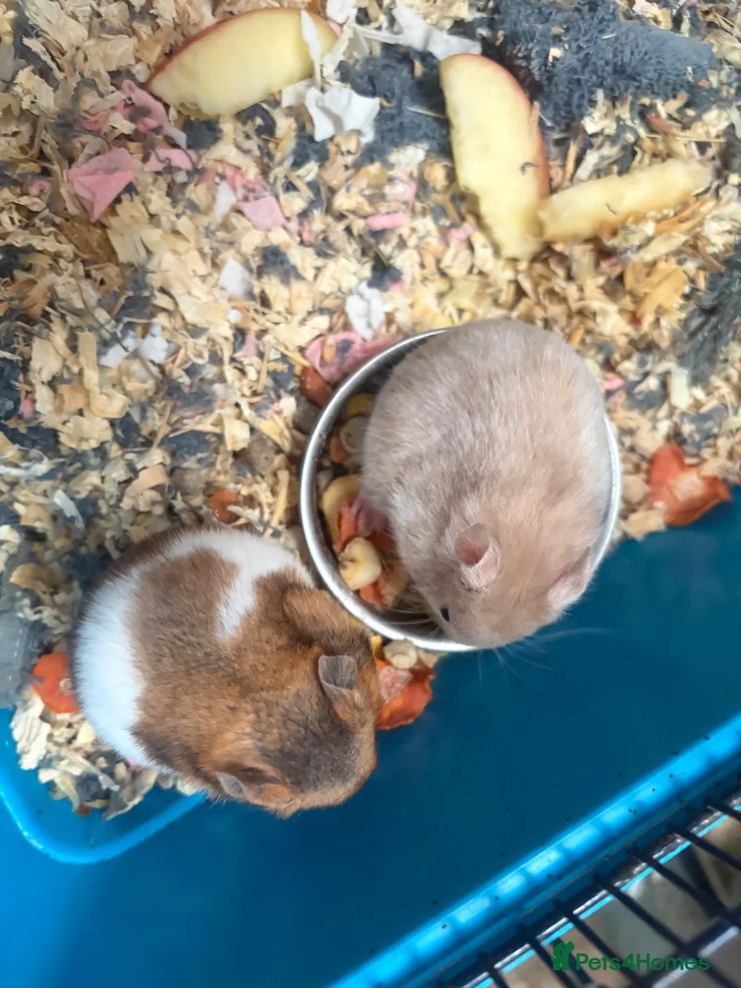 Hamster rodents for sale: Syrian hamsters - Advert 2
