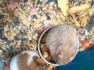 Hamster rodents Syrian hamsters - Advert 2