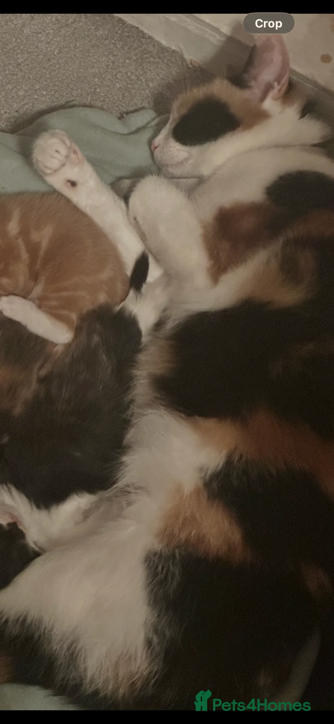 Mixed Breed cats for sale: Kittens for sale - Advert 1