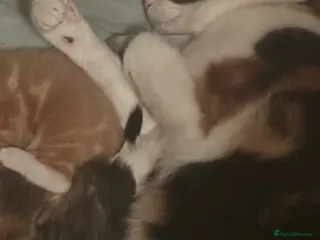 Mixed Breed cats Kittens for sale - Advert 1