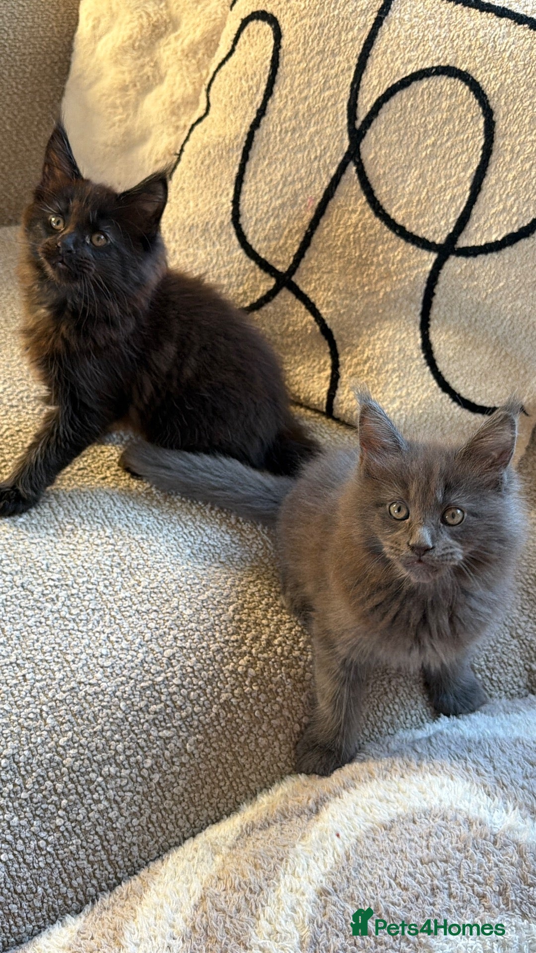 Maine Coon cats Maine coon kittens TICA REGISTERED  - Advert 4