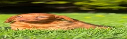 Dachshund dogs for sale: Beautiful Miniature long hair dachshund  - Advert 2