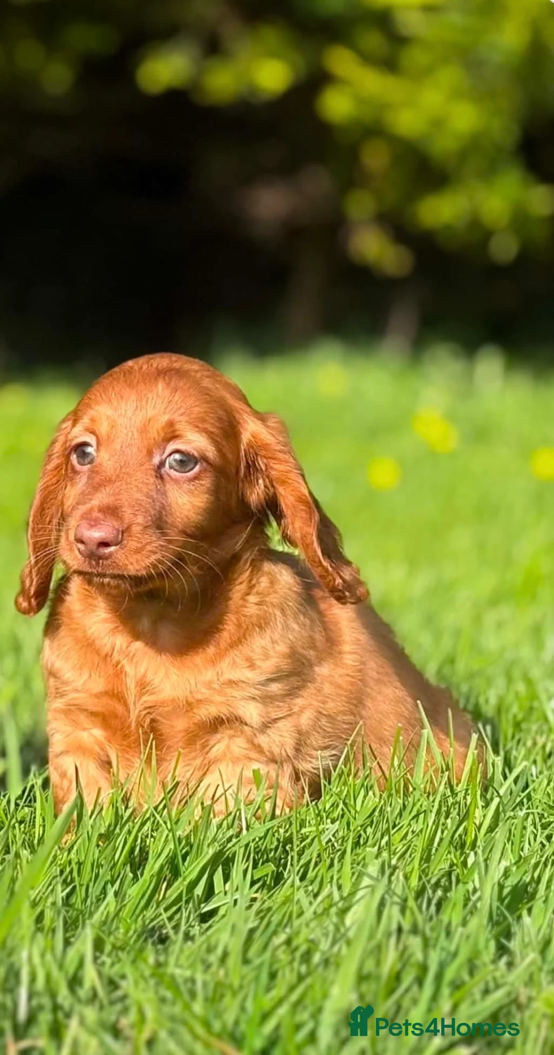 Dachshund dogs for sale: Beautiful Miniature long hair dachshund  - Advert 2
