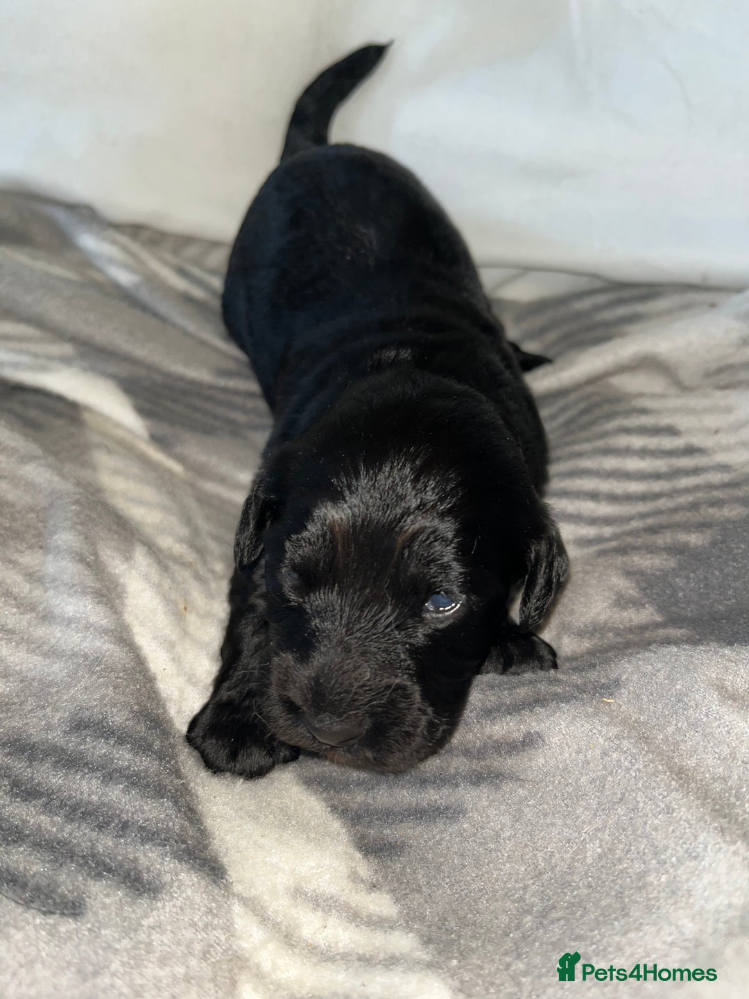 Cockapoo dogs for sale: 💫✨🐶🐾Gorgeous F1B Cockapoos🐾🐶✨💫 - Image 6