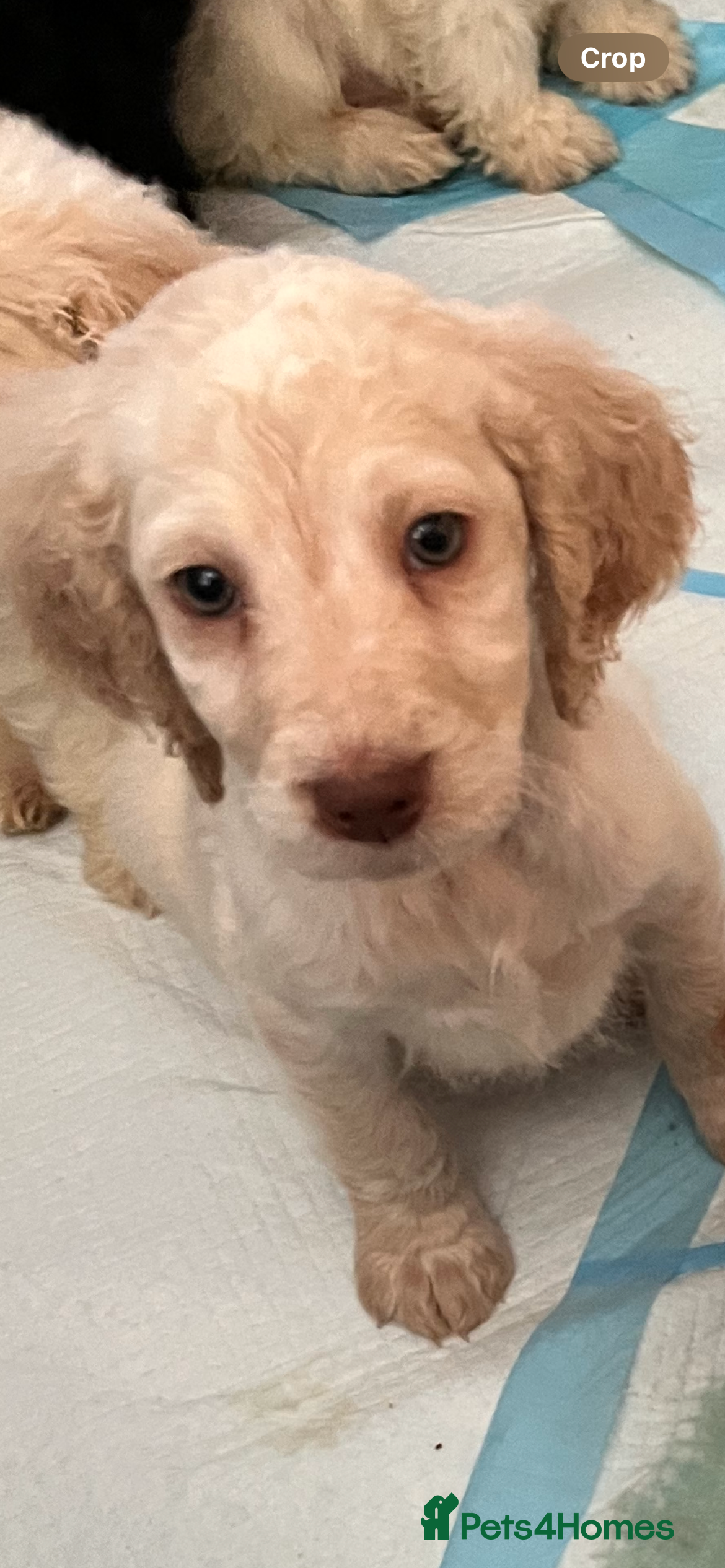 Cockapoo dogs 1 cocker spaniel boy left ready now  - Advert 18