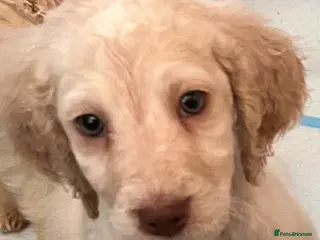 Cockapoo dogs 1 cocker spaniel boy left ready now - Advert 18