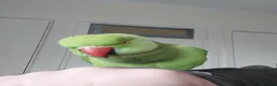 Ringnecks birds for sale: 2.5 Years Green Indian ringneck in Norwich - Advert 6