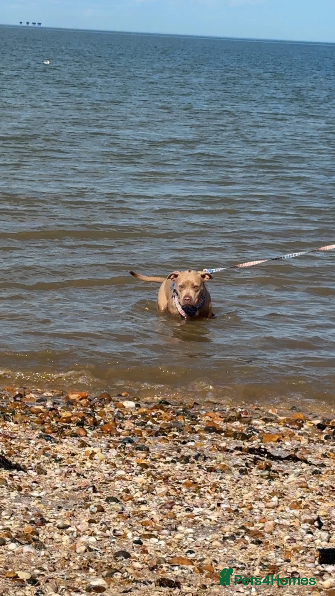 Mixed Breed dogs for sale: Nala 1 year old staffador  in Sheerness - Advert 2