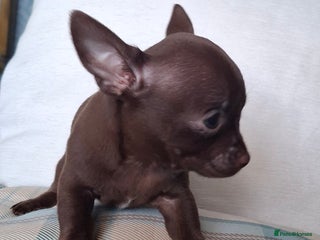 Chihuahua dogs Chihuahua puppy 1 Remains. - Advert 1