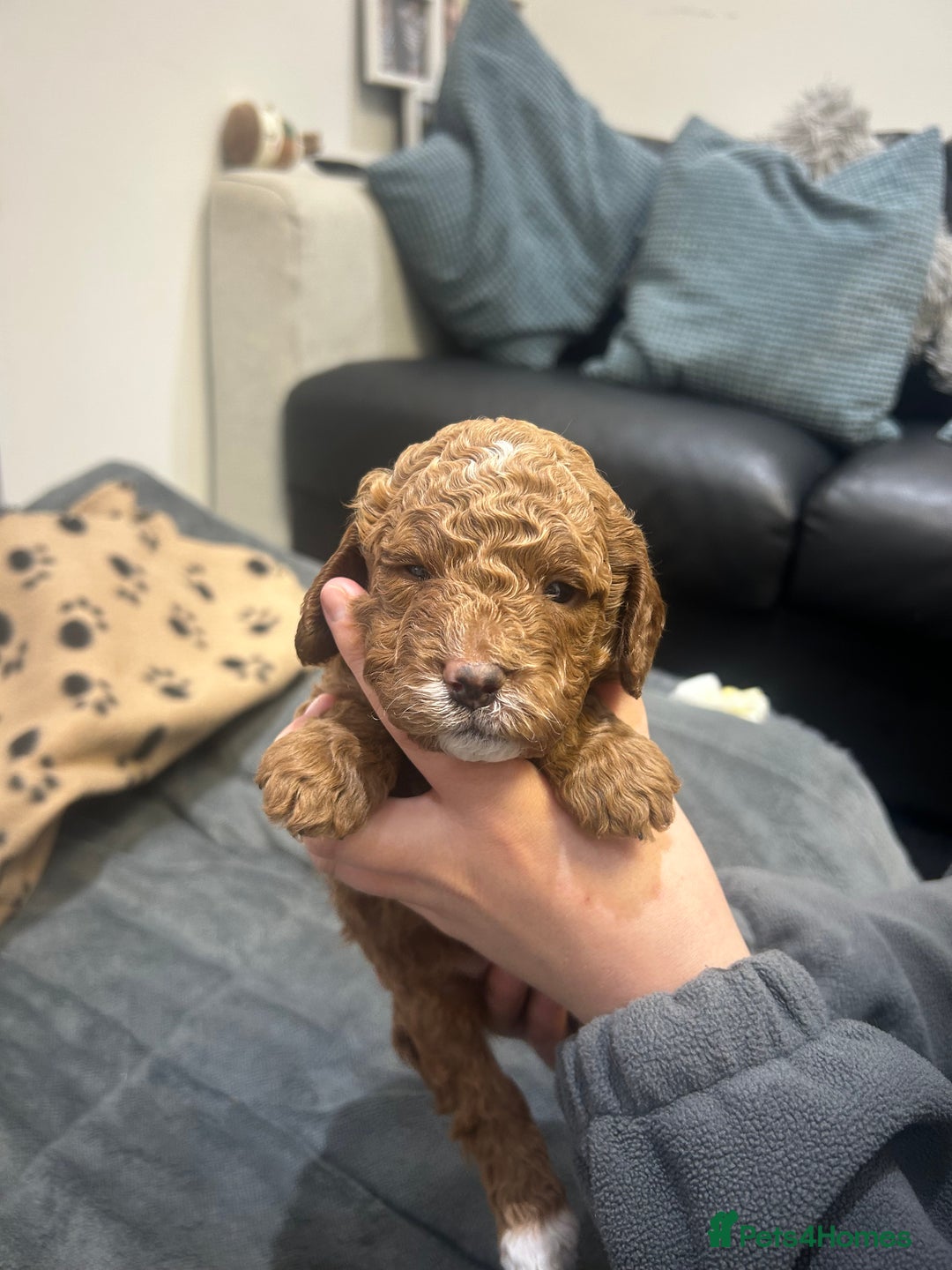 Cavapoo dogs for sale: 7 gorgeous F1b Cavapoo Puppies (4 girls & 3 boys)  - Image 10