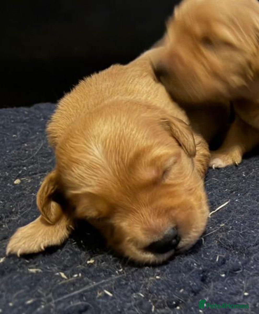 Golden Retriever dogs for sale: Top quality litter - Advert 7