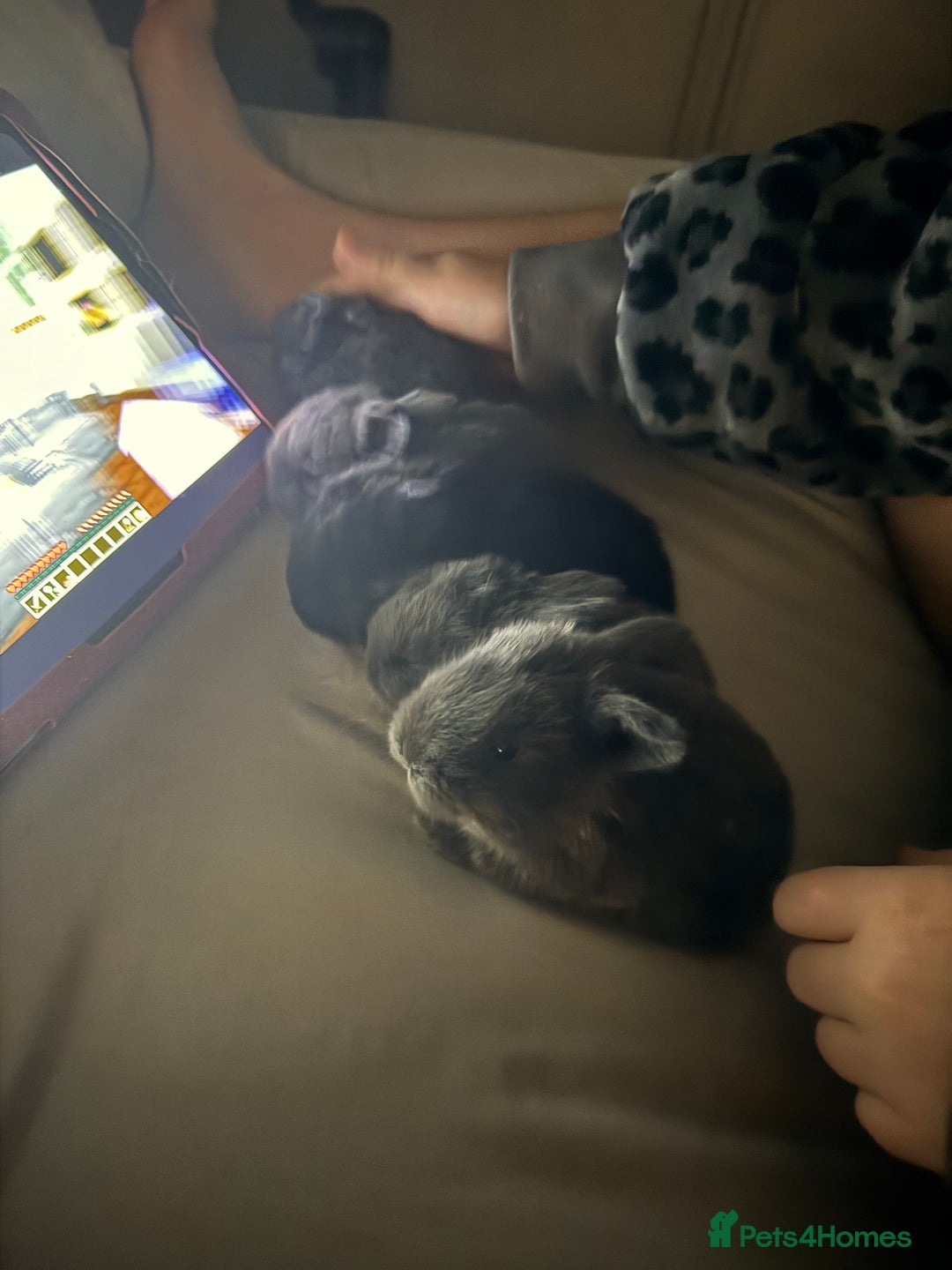 Dwarf Lop rabbits for sale: VERY Friendly lop rabbits - ready now!!  - Image 10