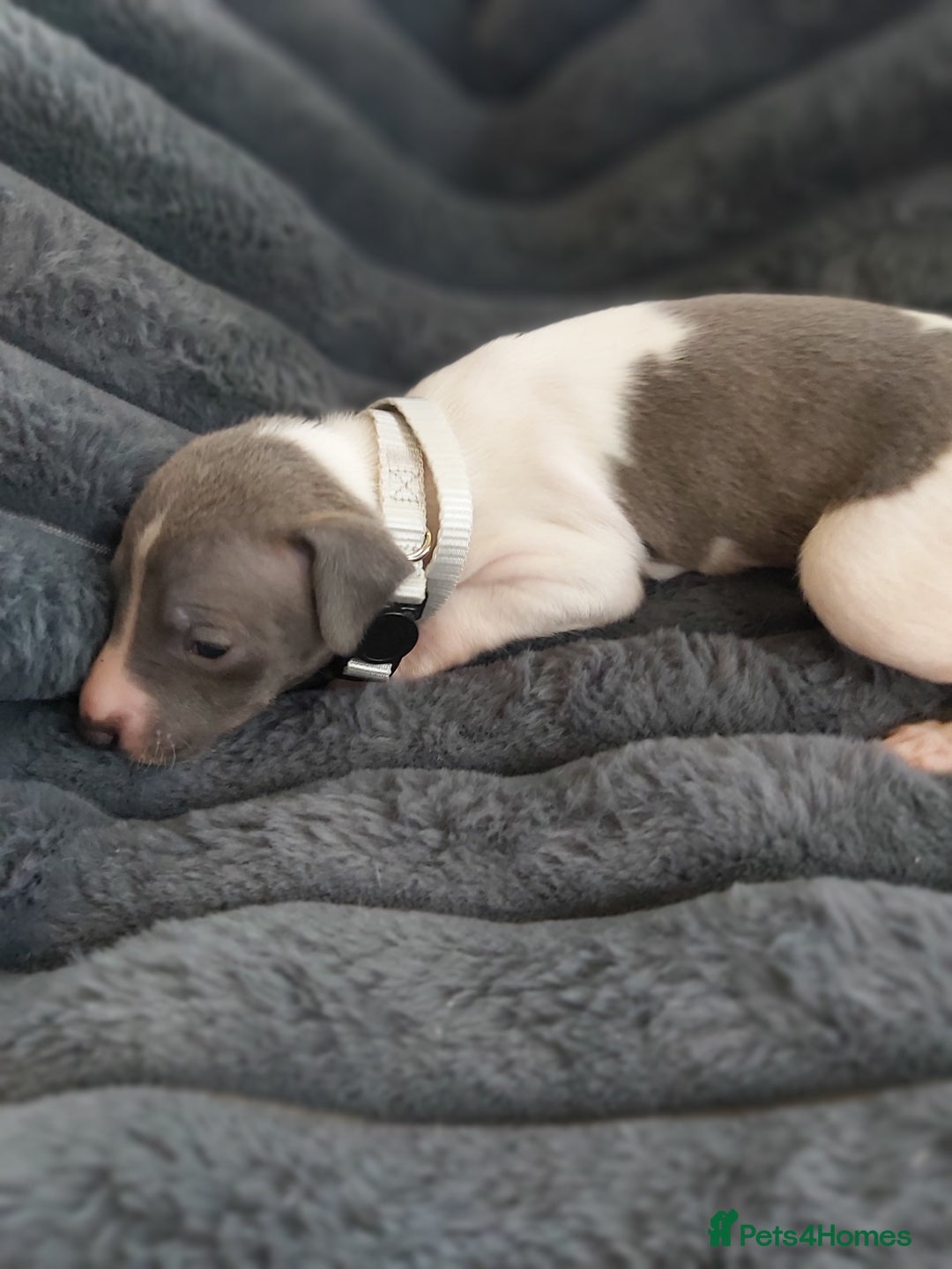 Italian Greyhound dogs for sale: READY TO GO IN 5 DAYS  - Advert 37
