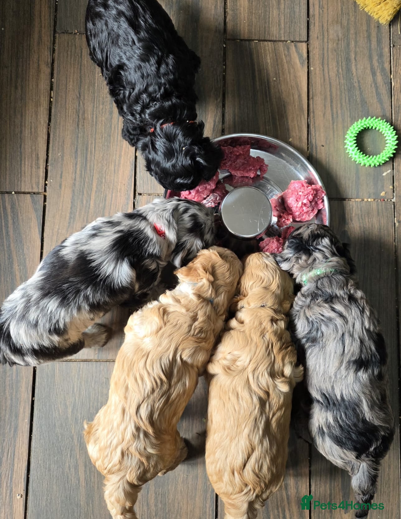 Cockapoo dogs Adorable Merle & Tuxedo Cockapoo Puppies - Advert 13