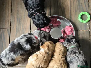 Cockapoo dogs Vet Health checked Cockapoo Puppies - Advert 5