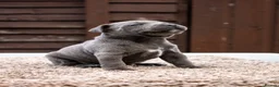 Staffordshire Bull Terrier dogs for sale: Amazing Staffordshire bull terrier litter!  in Welwyn Garden City - Advert 35